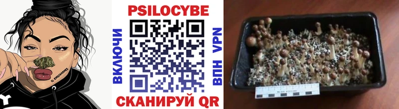 дарк нет телеграм  сколько стоит  Отрадный  Галлюциногенные грибы Magic Shrooms 